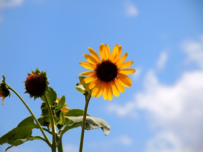 [A small sunflower with sunflower petals against a blue sky.]